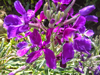 matthiola incana