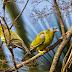 Yellow-footed Green Pigeon