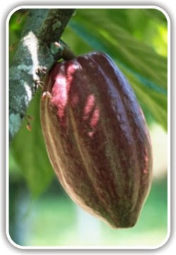 Tanaman kakao yang sudah cukup tua terkadang susah untuk berproduksi MANFAAT DARIS SAMBUNG SAMPING PADA TANAMAN KAKAO