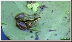 20140619_182936_027_BotanicalGarden