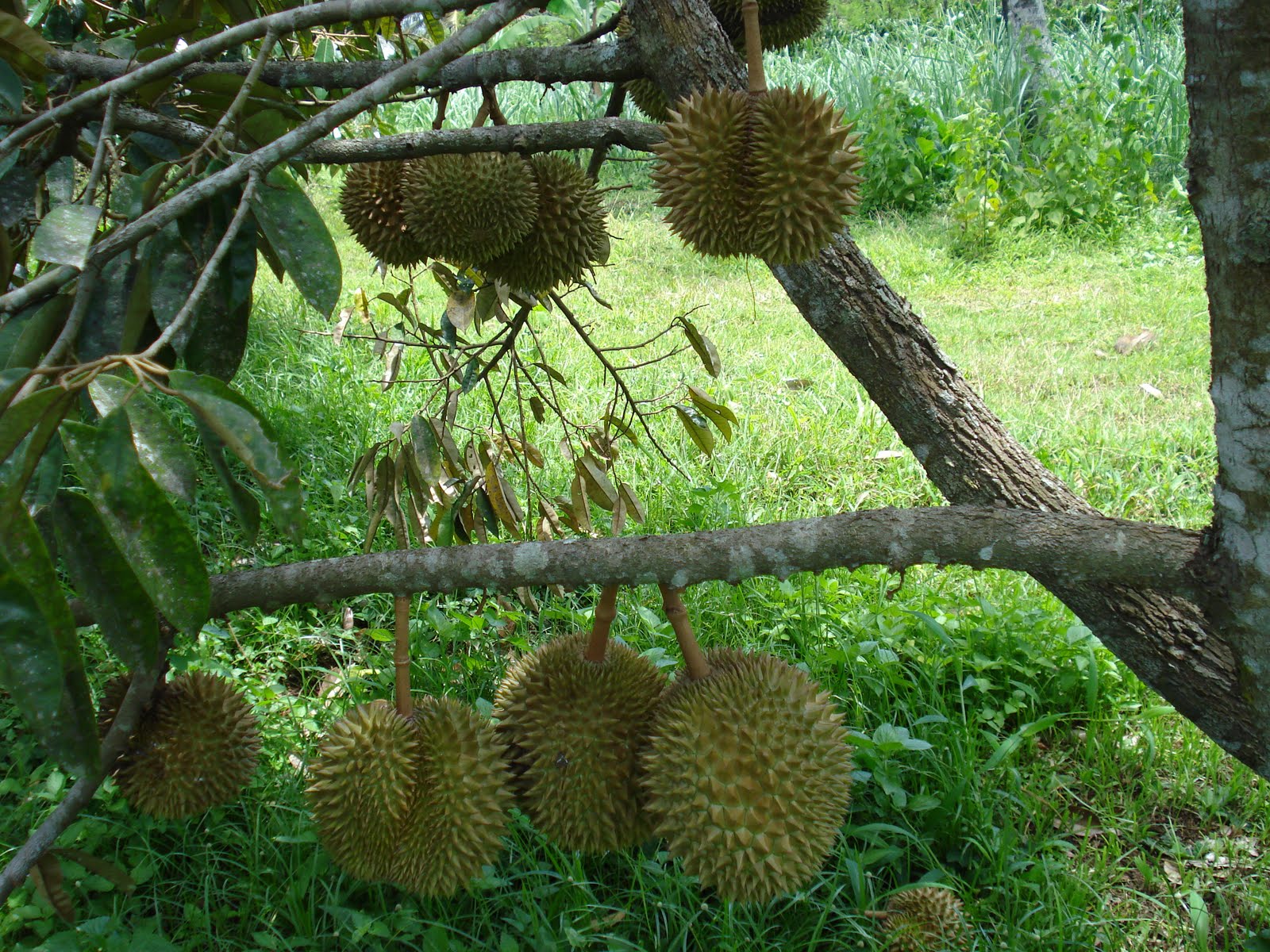 anak sma Durian Montong