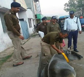 Champawat Police for Cow safety, Radium reflector for Cows on highway