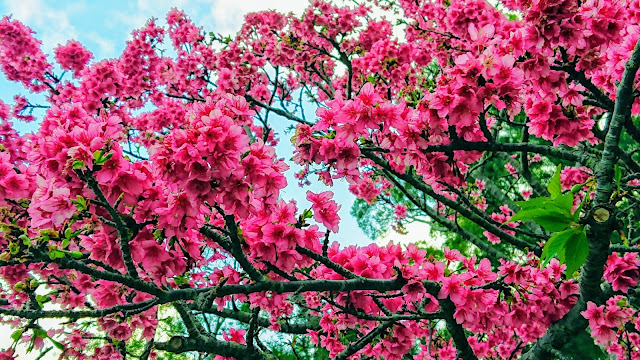 沖縄 八重岳 桜まつり