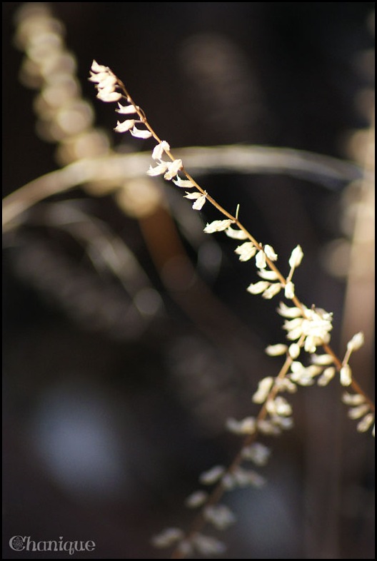 SONY DSC