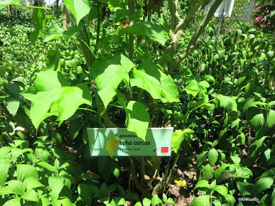 dye plants