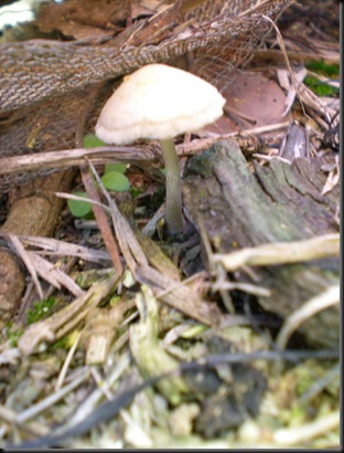 DSCN1222