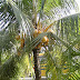 Coconut Tree - The Tree of Life