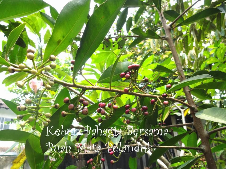 Kebun Bahagia Bersama: Mata Pelanduk