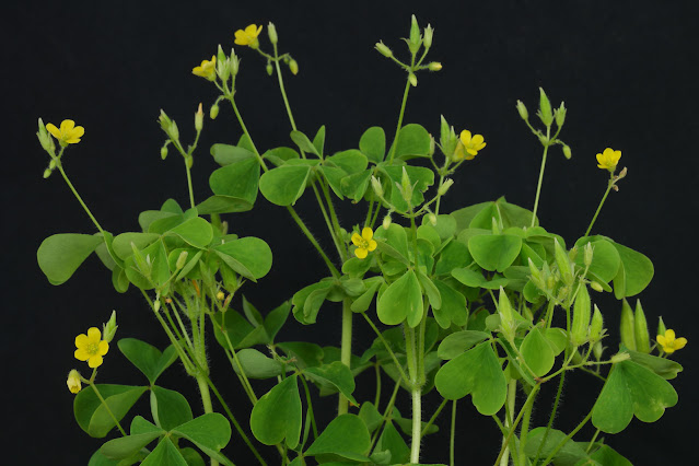 Кислица торчащая / Кислица прямая (Oxalis stricta)