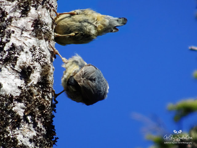 Bird Butts!