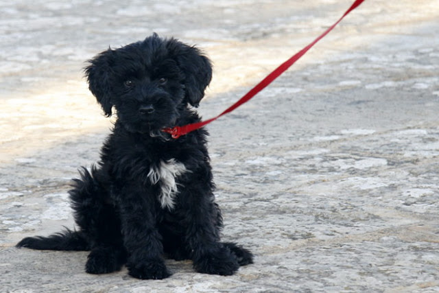 portuguese water dog puppy