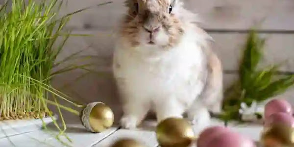 Easter Bunny | ഈസ്റ്ററും മുയലും തമ്മിലെന്ത് ബന്ധം? ഈസ്റ്റര്‍ ബണ്ണിയുടെ കഥയറിയാം