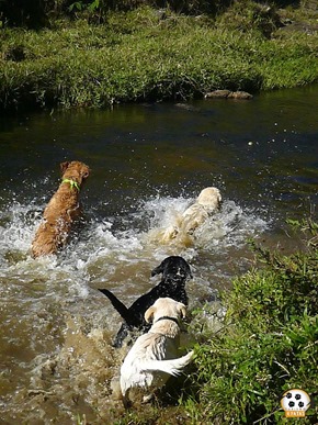Dog´s Trekking 5 (162_1) (80)