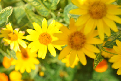 Yellow Flowers