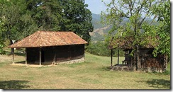 savane