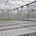 Inilah 5  Manfaat Pembangunan Greenhouse Untuk Budidaya Tanaman