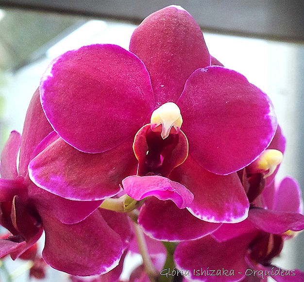 Glória Ishizaka - orquideas 1