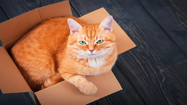 Cat in cardboard