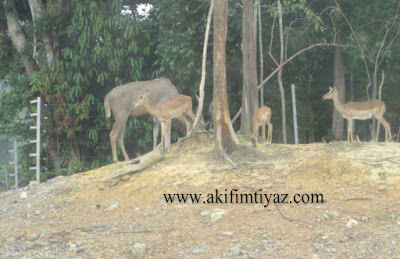 Bukit Gambang Safari Park 