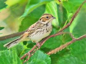 birds, migratory, Emberiza pusilla, nature, Okinawa, Japan