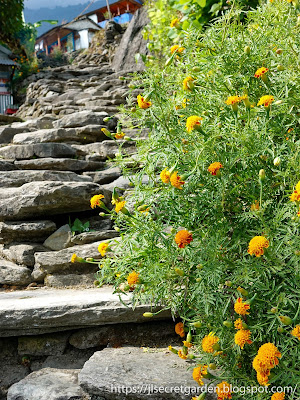 Nepal Poon Hill Tihar - wild marigolds over the hills