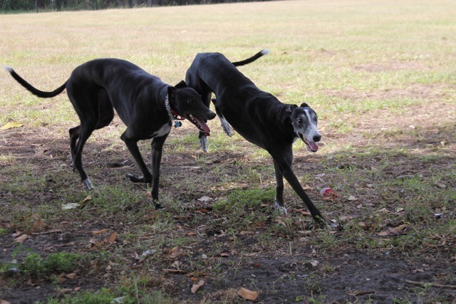 Dusty and Luna running