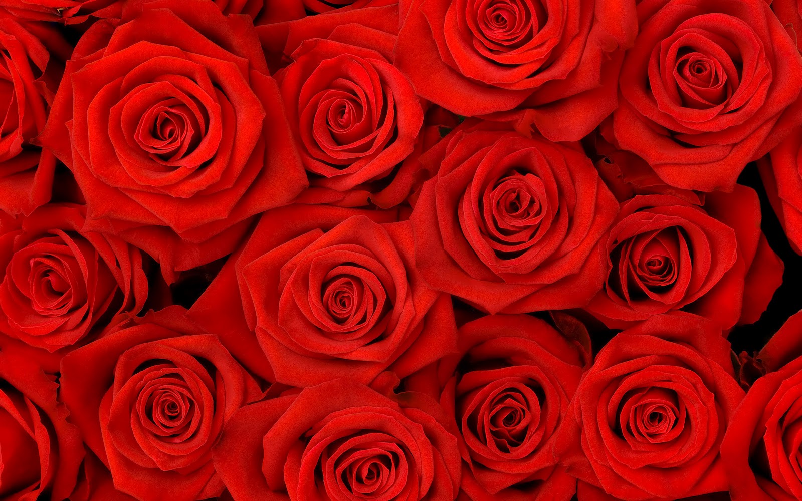  Roses  Hd  Wallpapers  Top Best HD  Wallpapers  for Desktop 