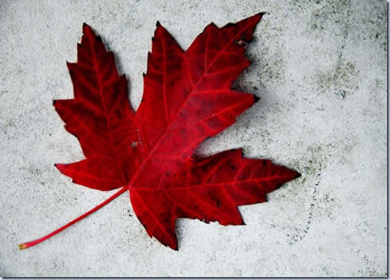 maple-leaf