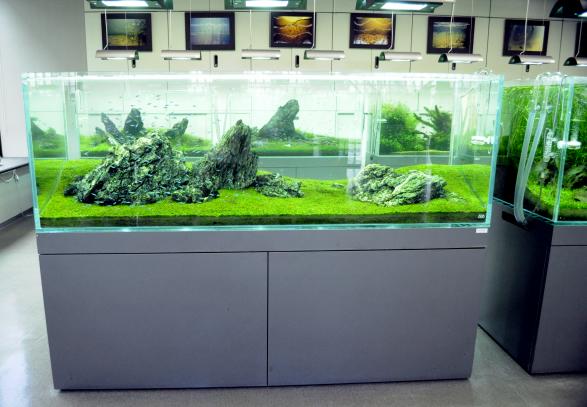 Terima Pesanan Pembuatan Meja  Aquarium  Aquascape Bandung 