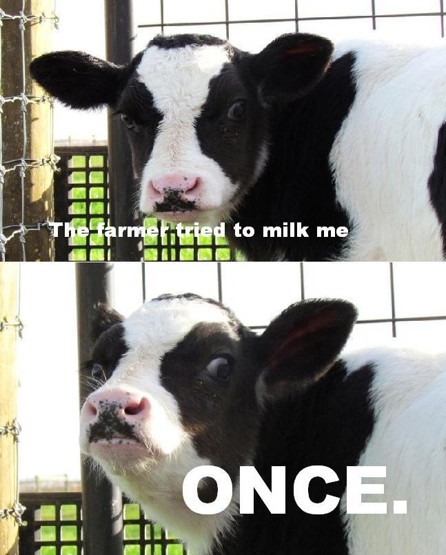 The Farmer Tried To Milk Me... Once - Epic Badass Cow