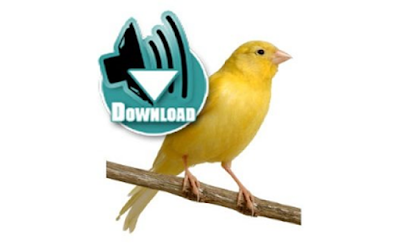 Download Suara Burung Kicau