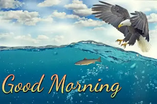 Good morning images with birds