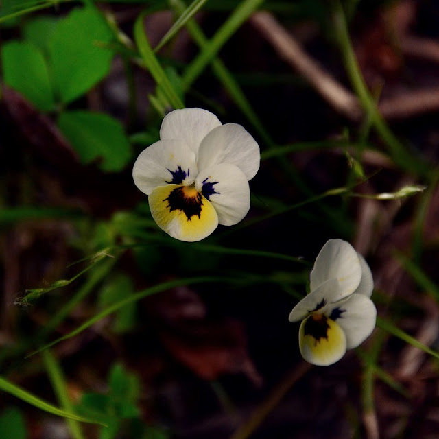 Garden Viola,  lawn flowers,  Viola tricolor hybrid, cohanmagazine.blogspot.com