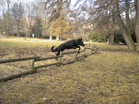 Mety jumping over a fence