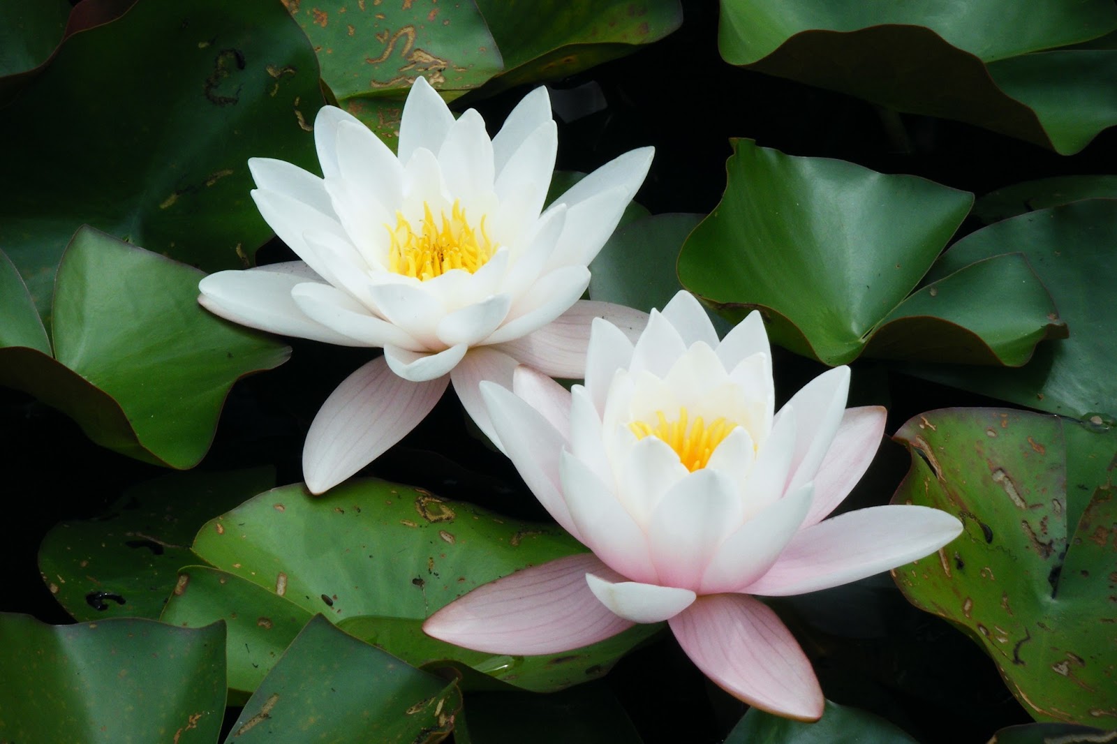 Lotus Flower HD wallpapers HD Wallpapers (High