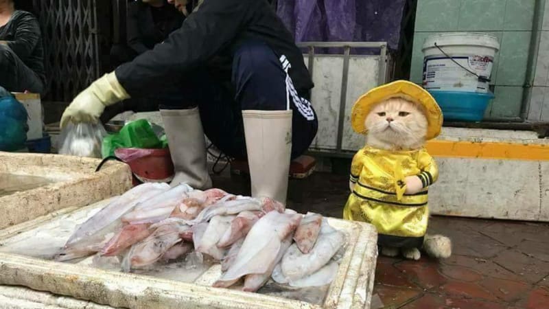 Di Pasar Vietnam, Ada Kucing Berjualan Ikan