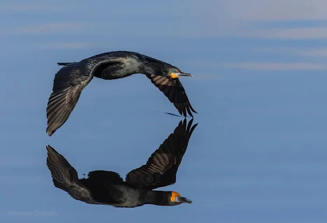 Cape Cormorant in Flight Woodbridge Island - Canon EOS 7D Mark II