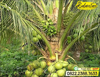 Bibit Kelapa Wulung, Bibit Kelapa Gading, Bibit Kelapa Hijau, Bibit Kelapa Unggul, Bibit Kelapa Kopyor Genjah, Bibit Kelapa Kopyor Hibrida Unggul