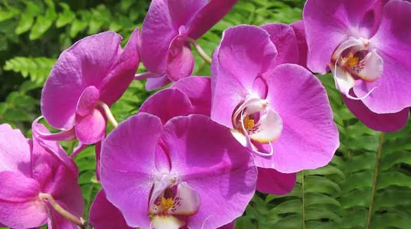 অর্কিড ফুলের ছবি - অর্কিড ফুলের ছবি ডাউনলোড - Picture of orchid flower - NeotericIT.com