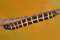Delias pasithoe larva