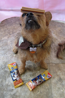 Jada balancing a Pedgree Dentastix