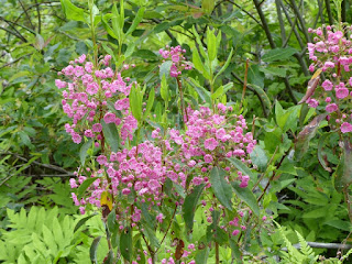 Kalmia à feuilles étroites - Kalmia angustifolia