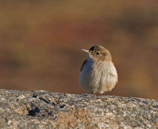 Rock Wren