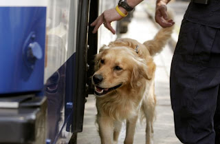 perros de policía científica 