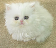 Persian Cats (persian cats )