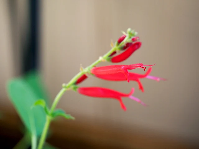 flowering salvia elegans pineapple sage blooms indoors overwintering garden bed houseplant