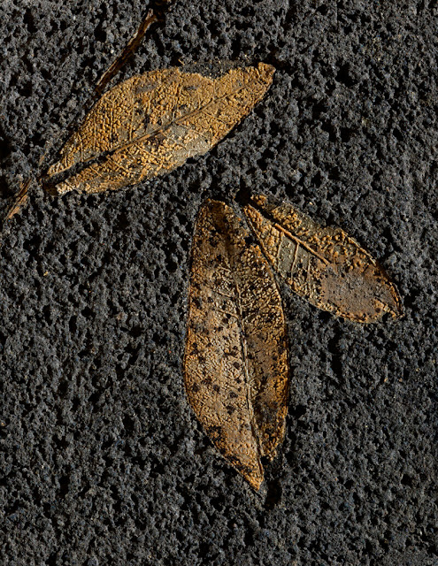 Μουσείο Προϊστορικής Θήρας. Εγκλείσματα φύλλων ελιάς σε λάβα, ηλικίας 50-60 χιλιάδων χρόνων. [Credit: Σ. Μαυρομμάτης]