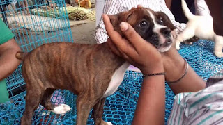 Top dog breeds in India & Is Galiff street pet market really provides the best breeds of dog in the cheapest price? The reality