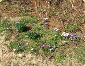 Crocus3-12