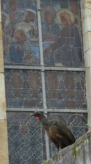 Dusky-legged Guan